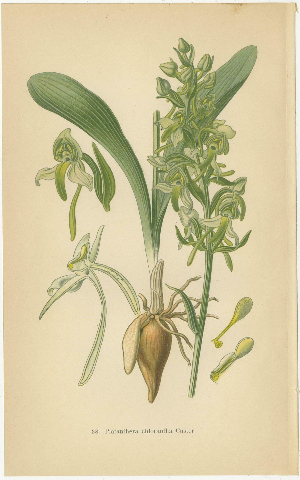 Vintage Orchids Published In 1904: A Study Of Platanthera Species photo furniture