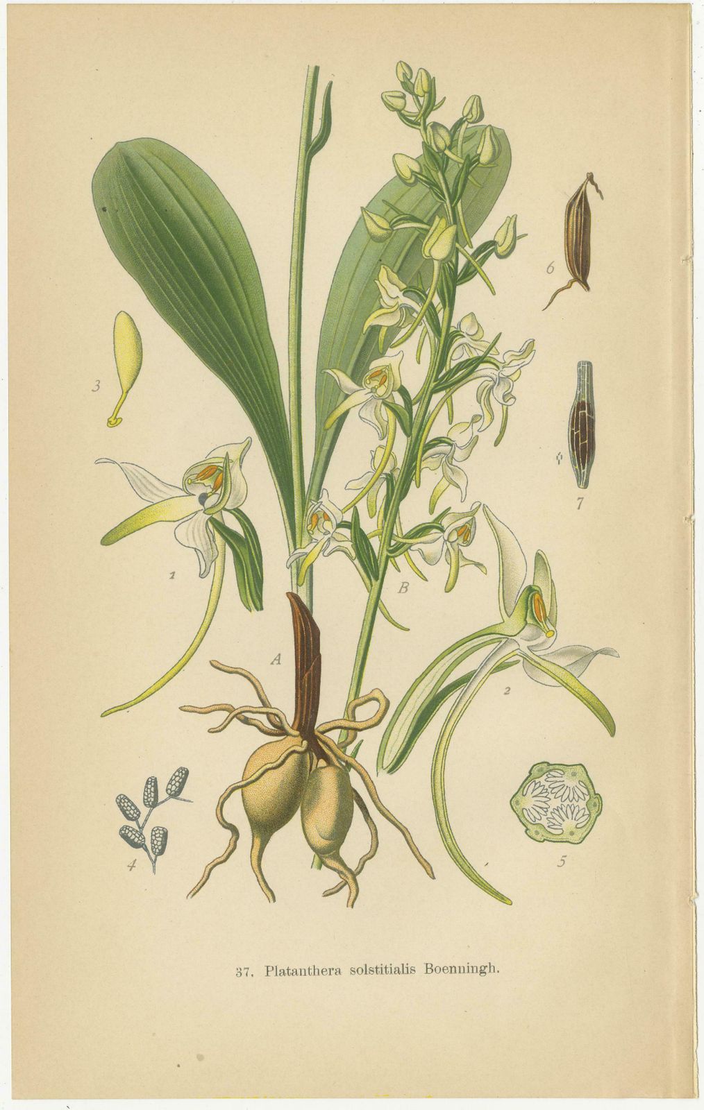 Vintage Orchids Published In 1904: A Study Of Platanthera Species photo for sale