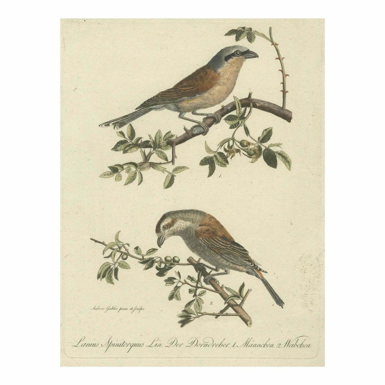 Shrikes In Natural Harmony: A Study Of Avian Elegance By Ambrosius Gabler, 1809