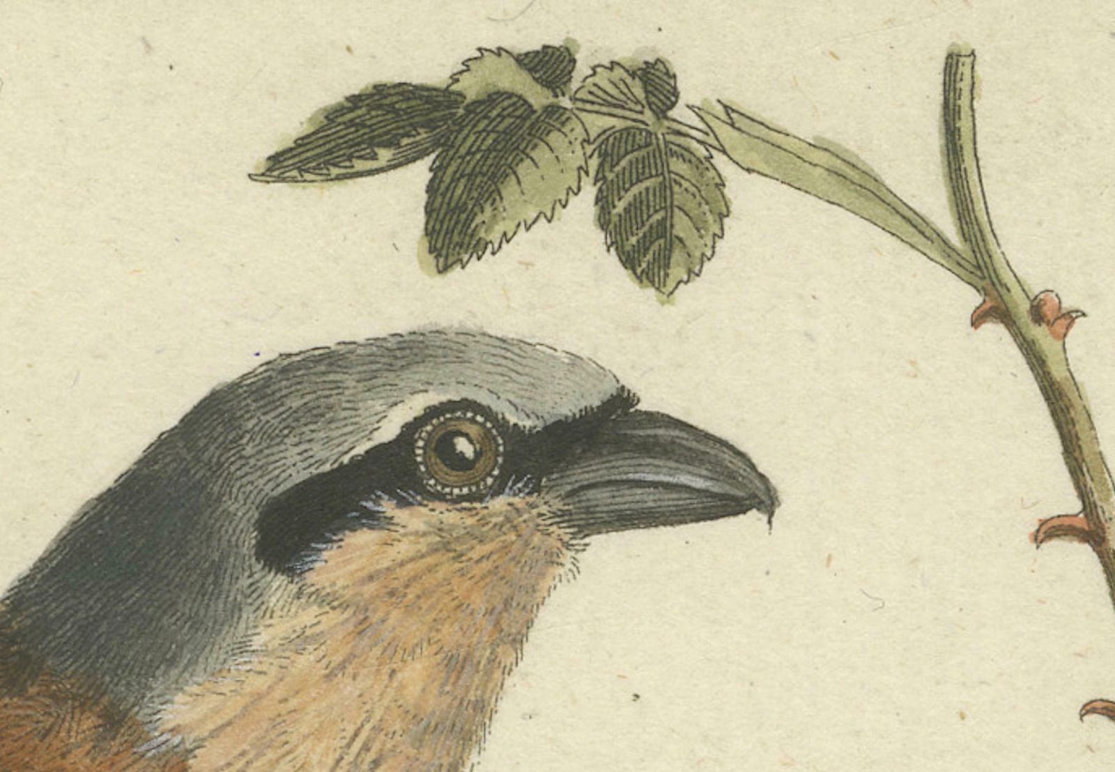 Shrikes In Natural Harmony: A Study Of Avian Elegance By Ambrosius Gabler, 1809 photo for sale