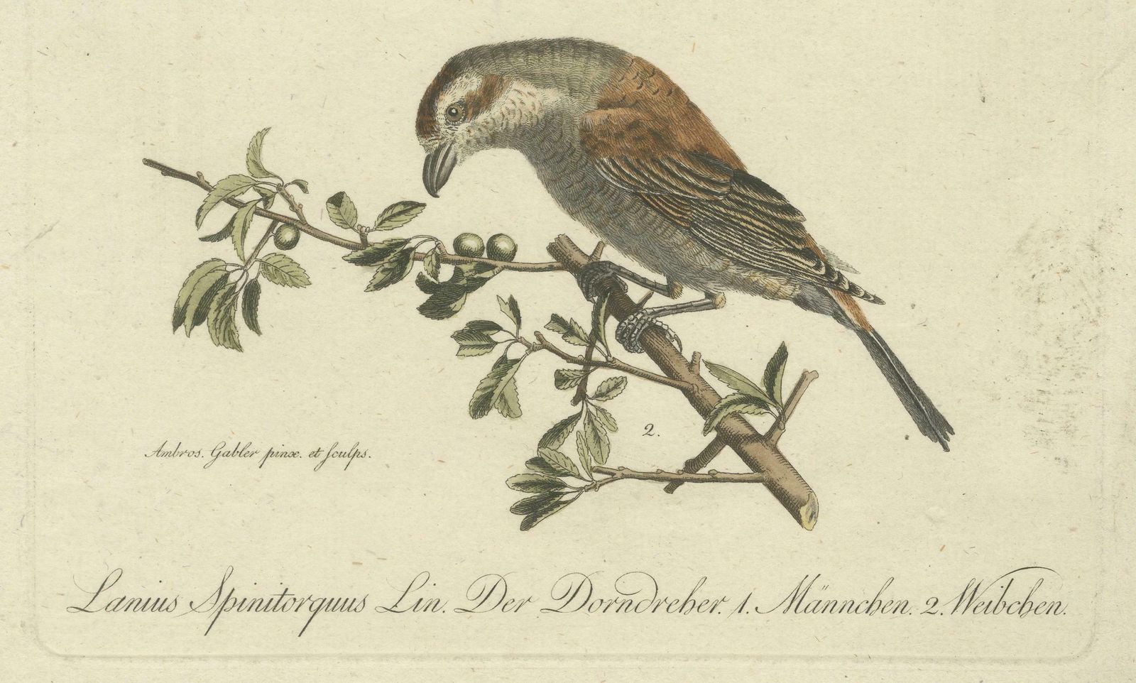 Shrikes In Natural Harmony: A Study Of Avian Elegance By Ambrosius Gabler, 1809 photo Art