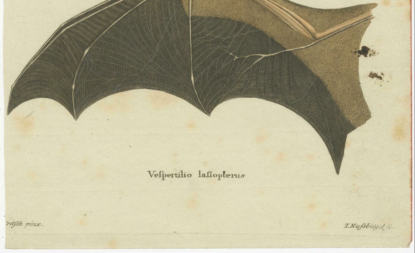 An Engraved Glimpse Into The Nocturnal Ballet Of Bats, Circa 1774 photo buy