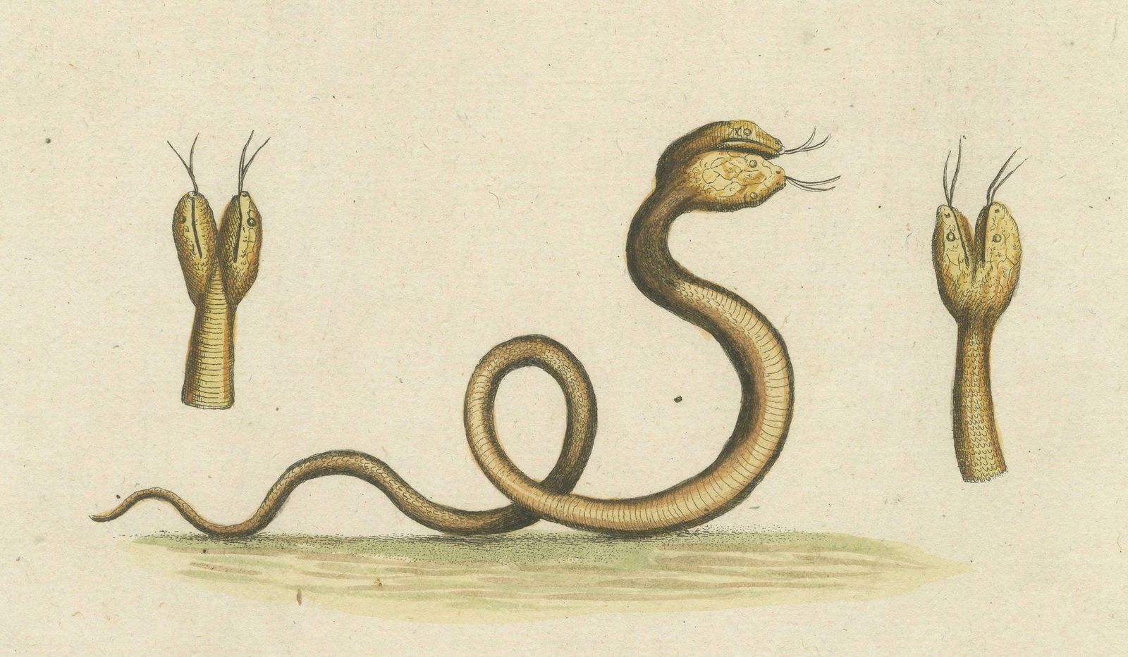 The Two Headed Serpent And The Black Butterfly, 1749 photo Art