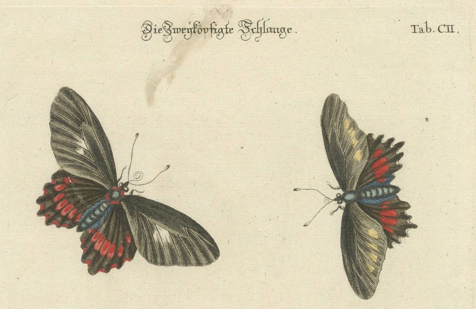 The Two Headed Serpent And The Black Butterfly, 1749 photo 534.0