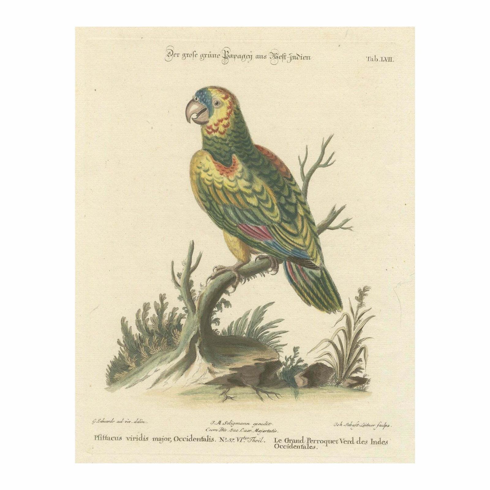 The Large Green Parrot Of The West Indies Hand Colored And Engraved, 1749