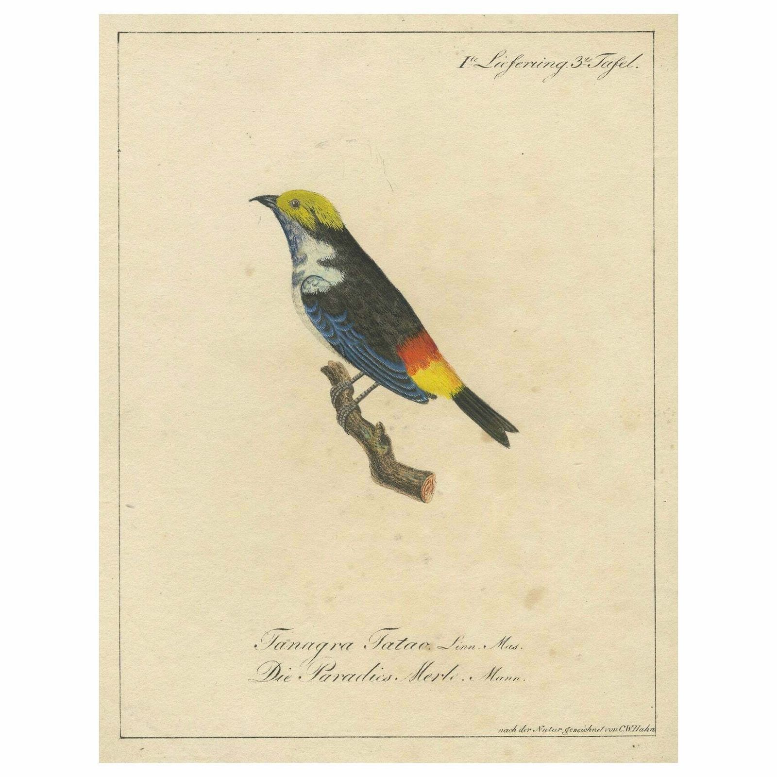 Melodic Hues: The Blue Grey Tanager Of The Tropics, Circa 1820