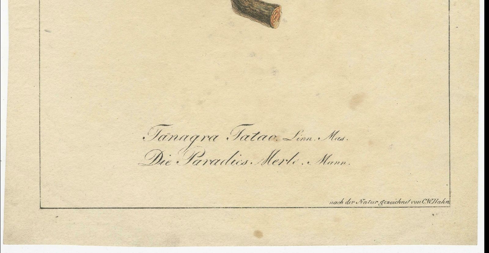 Melodic Hues: The Blue Grey Tanager Of The Tropics, Circa 1820 photo for sale