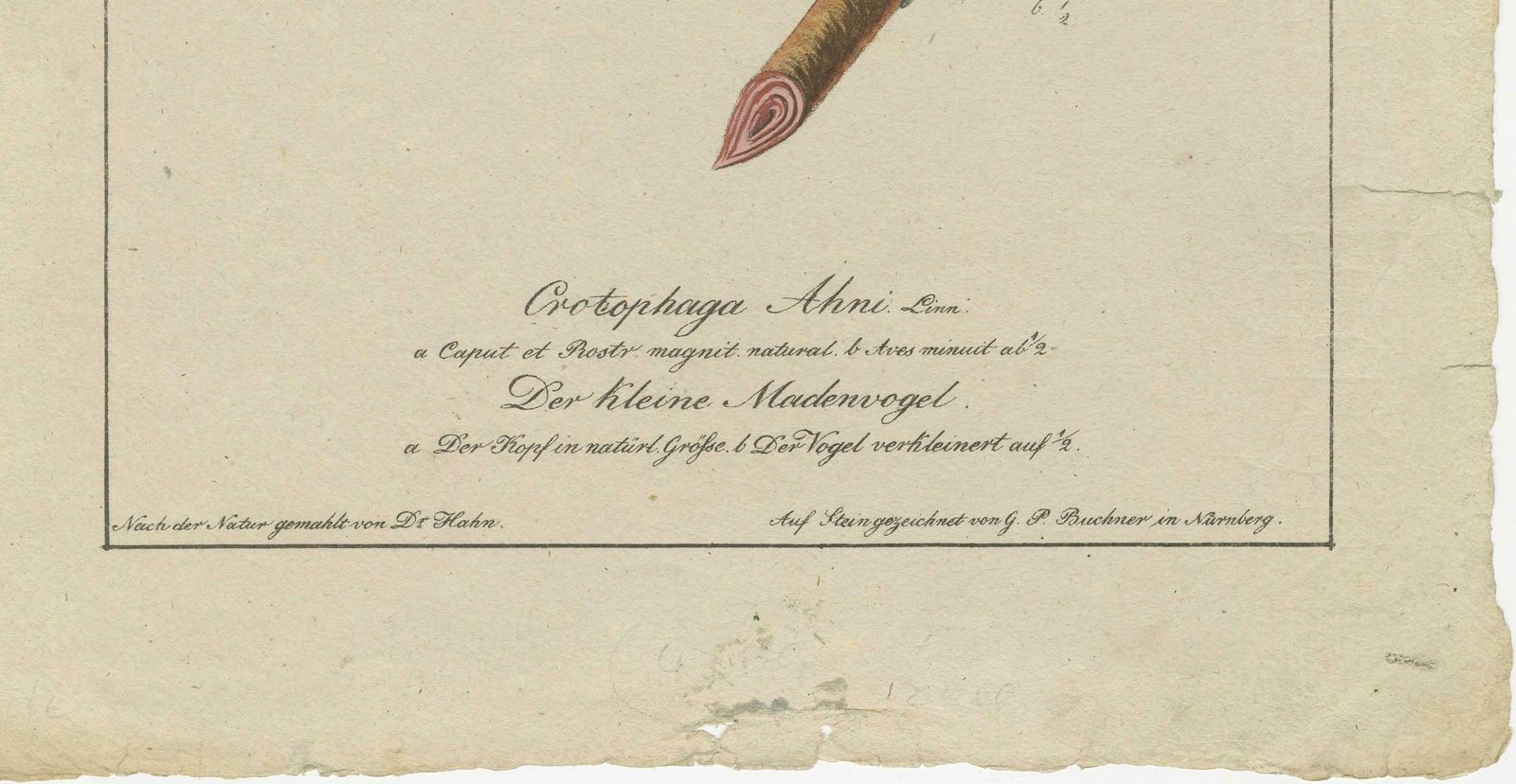 Spangled Soarer: The Cotinga Of The Canopy, Circa 1820 photo for sale