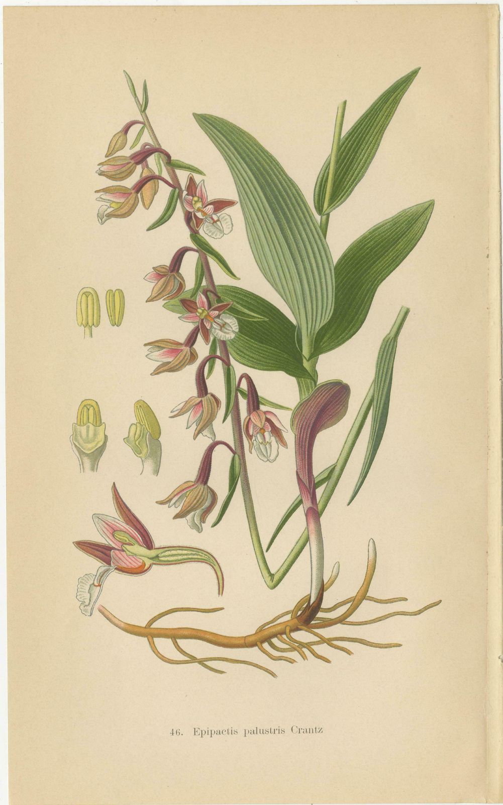 Epipactis Enchantment: A Trio Of Botanical Illustrations From 1904 photo Art