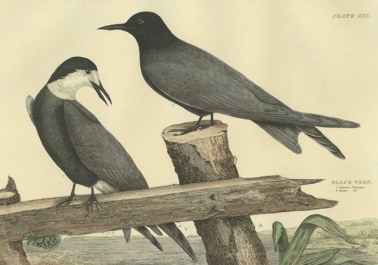 Large Engraving By Selby Of The Black Tern In Seasonal Transformation, 1826 photo for sale