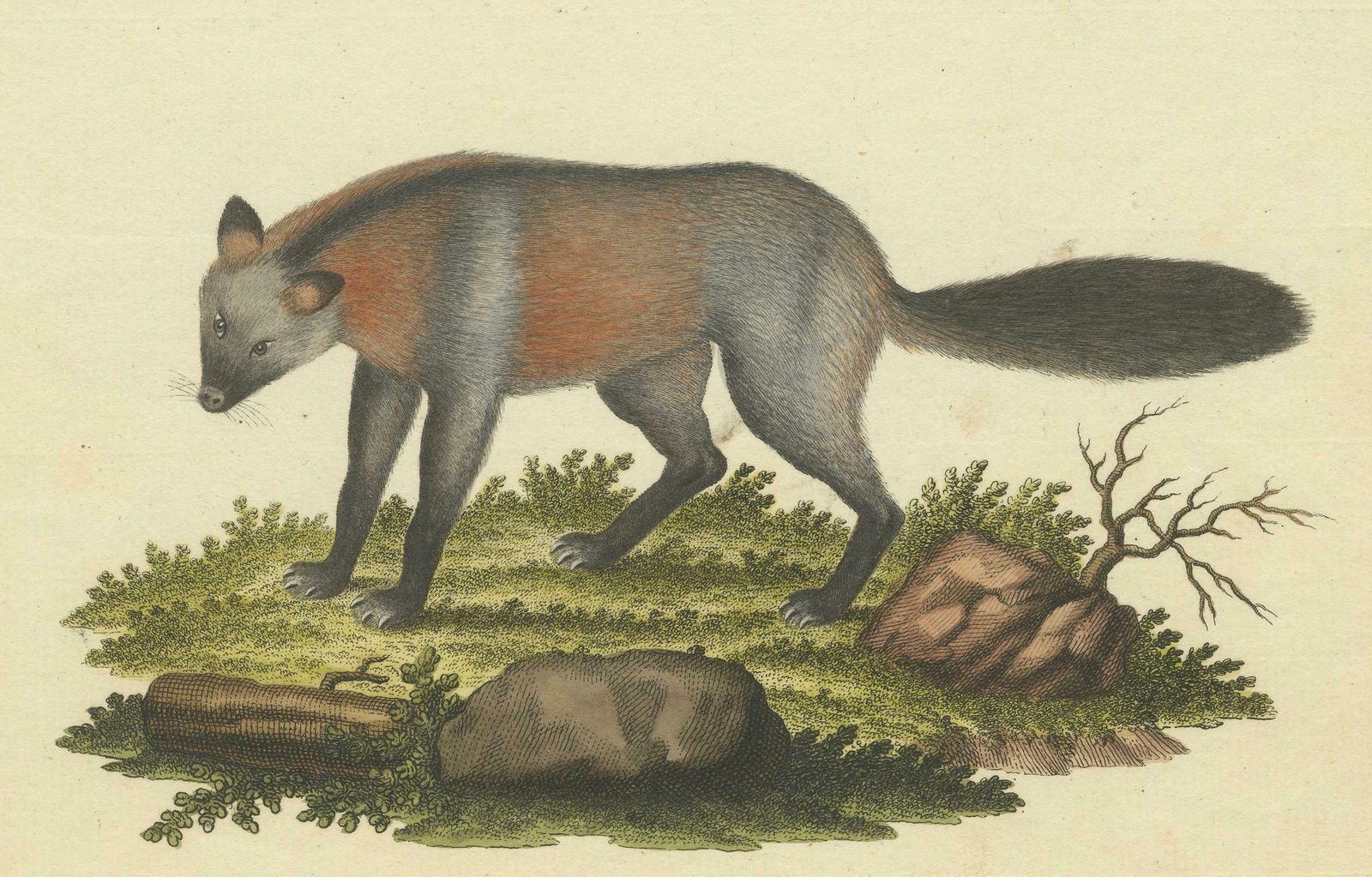 Old German Engraving Of The Canis Cruciger: The Cross Bearing Canine, 1774 photo 208.0
