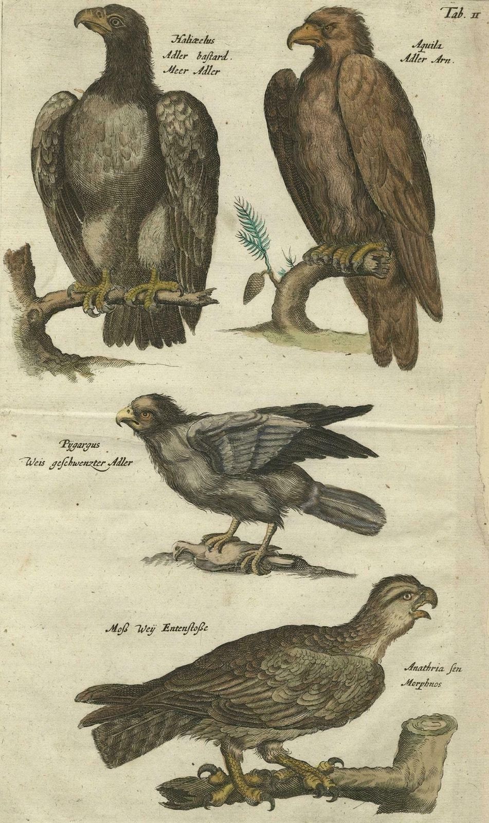 Original Antique Engraving Of Various Birds Of Prey, Like Eagles & Harrier, 1657