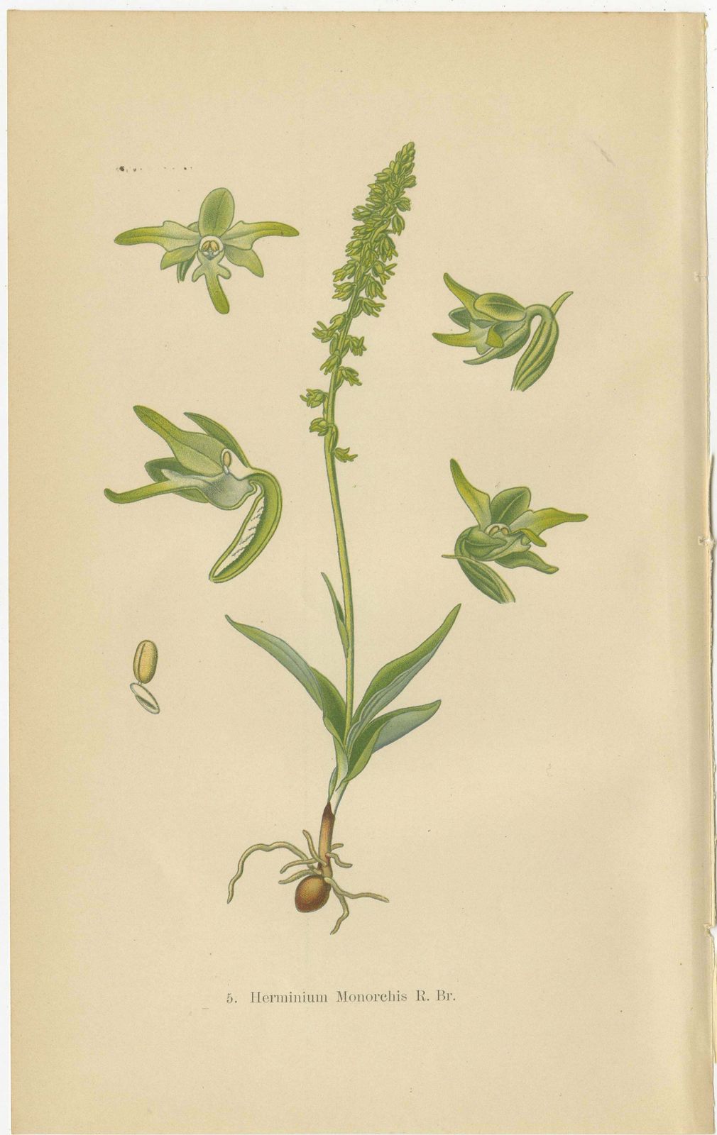 Alpine To Woodland: The Orchid Spectrum Of 1904 In Antique Prints