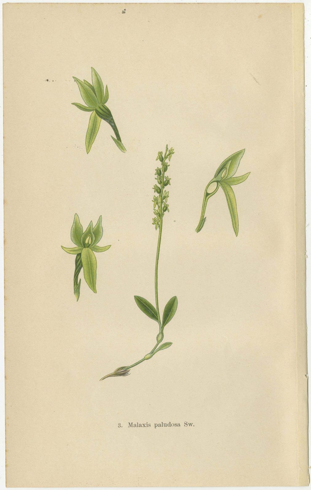 Alpine To Woodland: The Orchid Spectrum Of 1904 In Antique Prints photo for sale