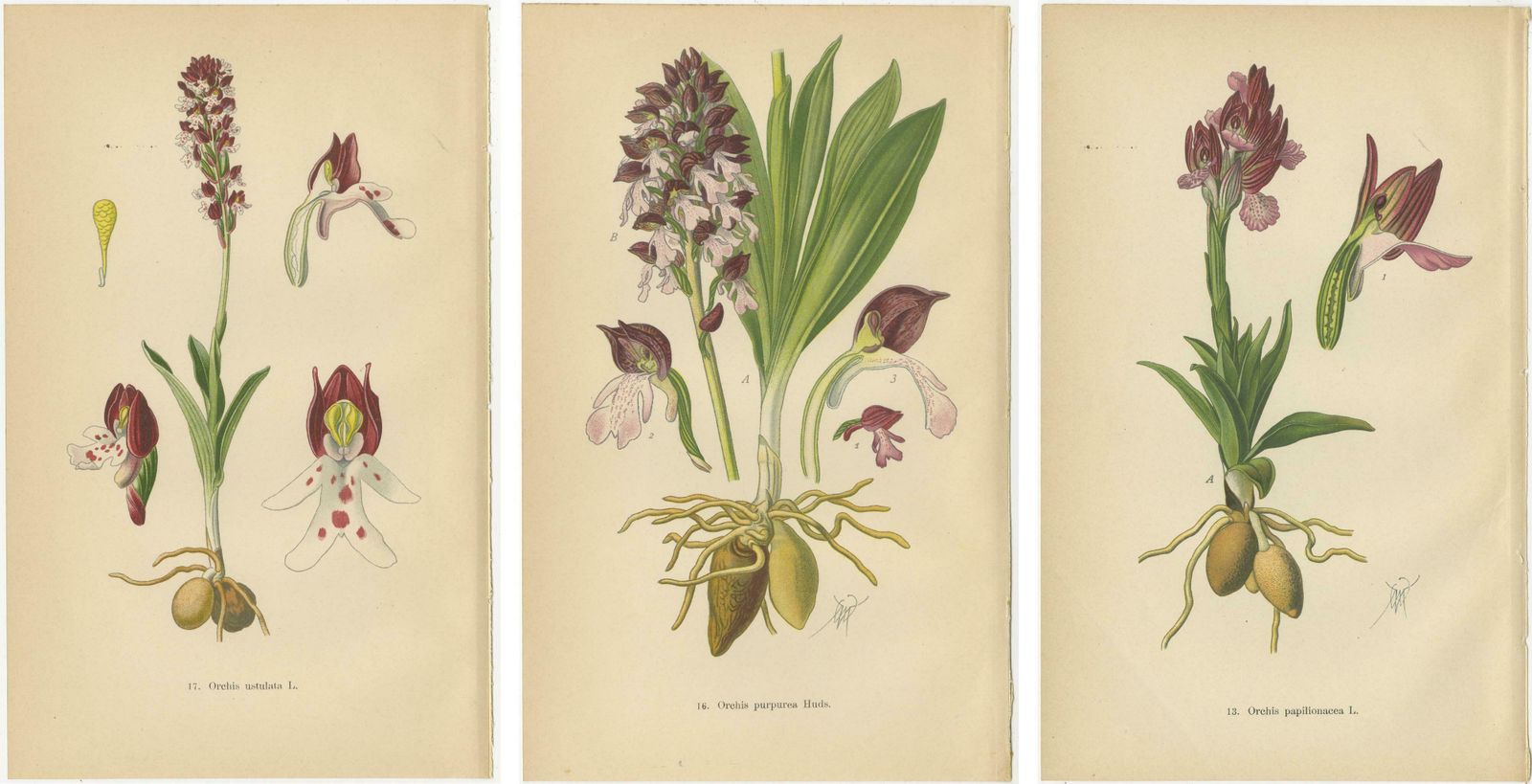 Ephemeral Elegance: Orchids Of 1904 In Müller's Illustrations photo 284.0
