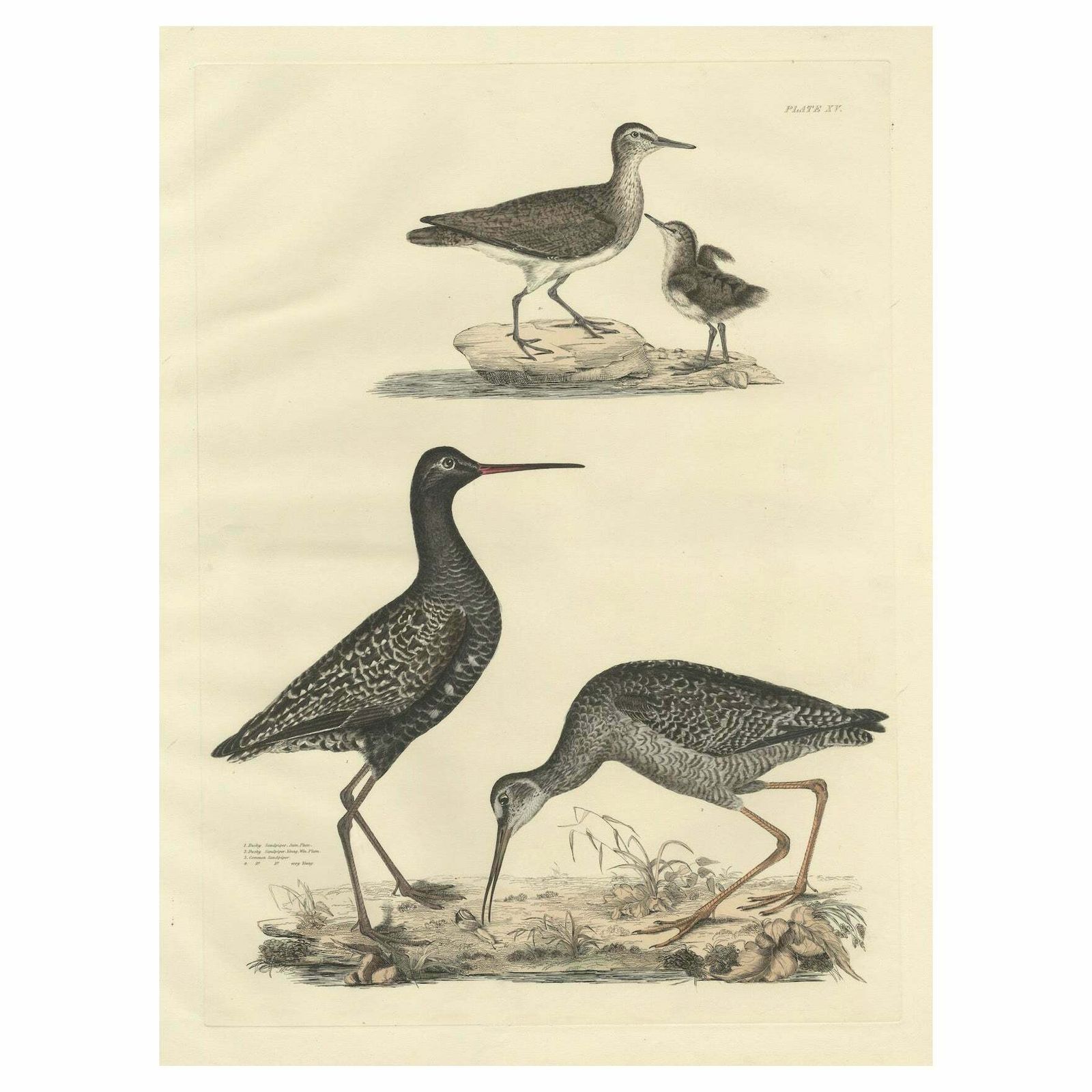 "Plate XV: The Sandpipers   A Study In Seasonal And Developmental Plumage, 1826