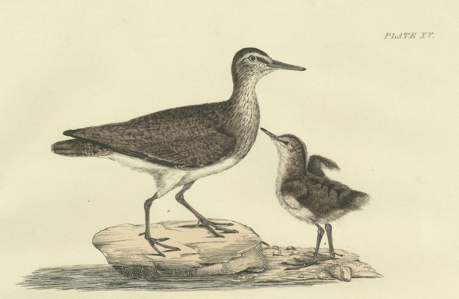"Plate XV: The Sandpipers   A Study In Seasonal And Developmental Plumage, 1826 photo vinterior