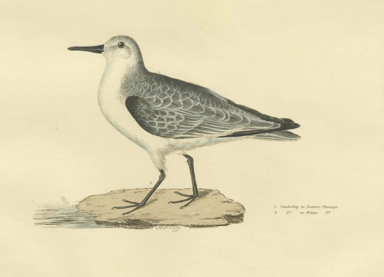 Seasonal Plumage Of The Sanderling: Selby's Ornithological Study, 1826 photo Art
