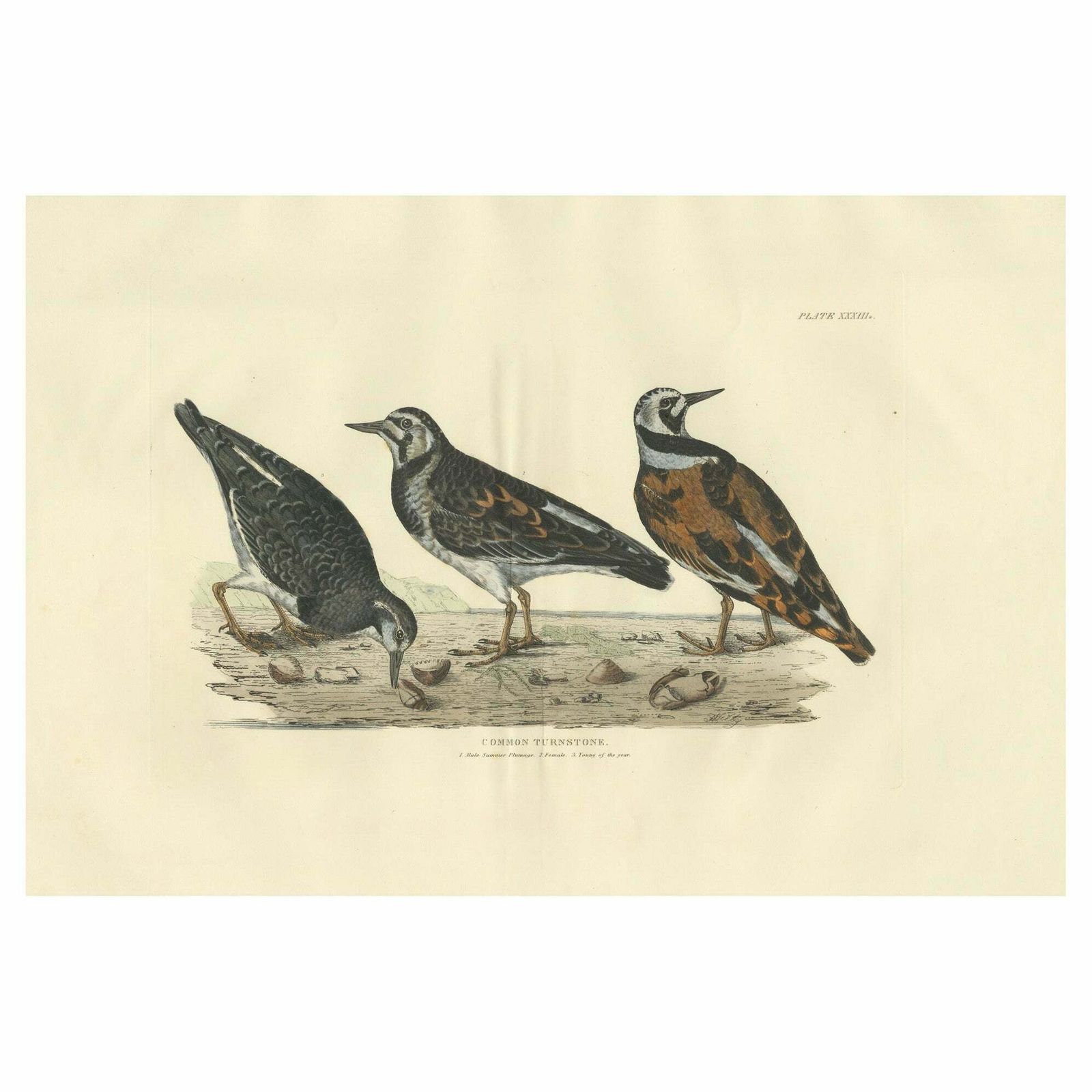 Depiction Of The Common Turnstone: Seasonal And Sexual Plumage Variations, 1826