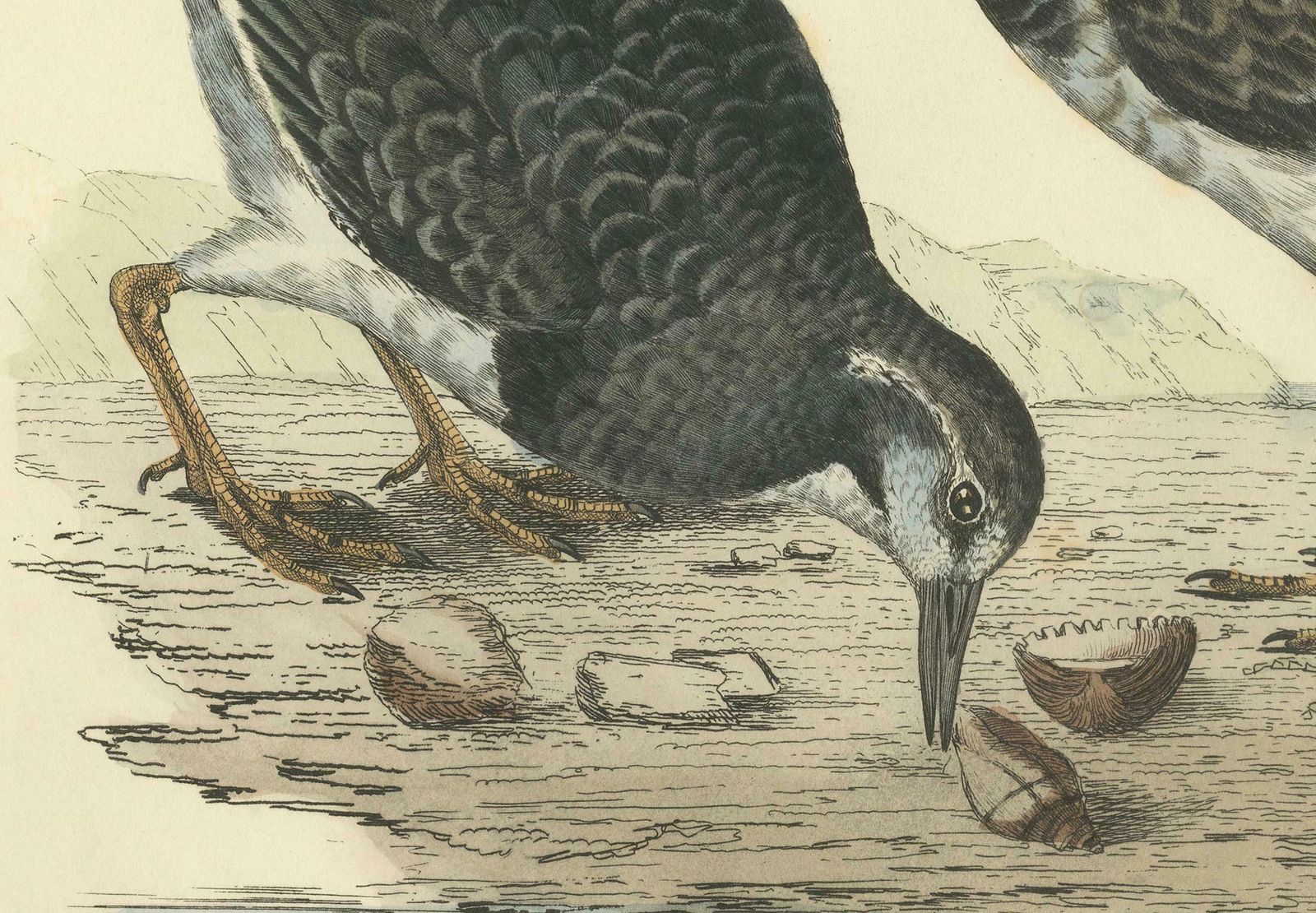 Depiction Of The Common Turnstone: Seasonal And Sexual Plumage Variations, 1826 photo for sale