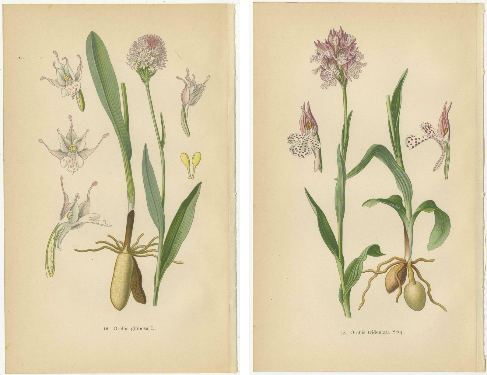 Historical Flora: Orchids Of 1904 In Art And Science photo Art