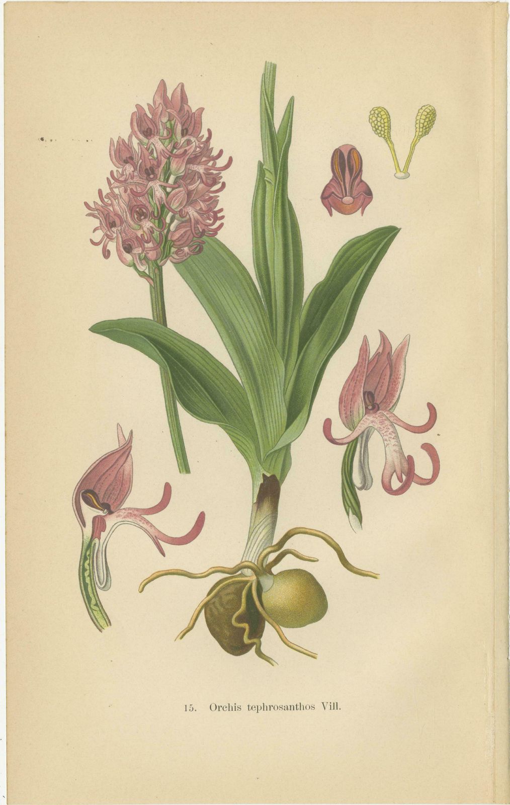 Orchid Portraits Of 1904 In Pink And Lilac Colors: Müller's Botanical Legacy photo furniture