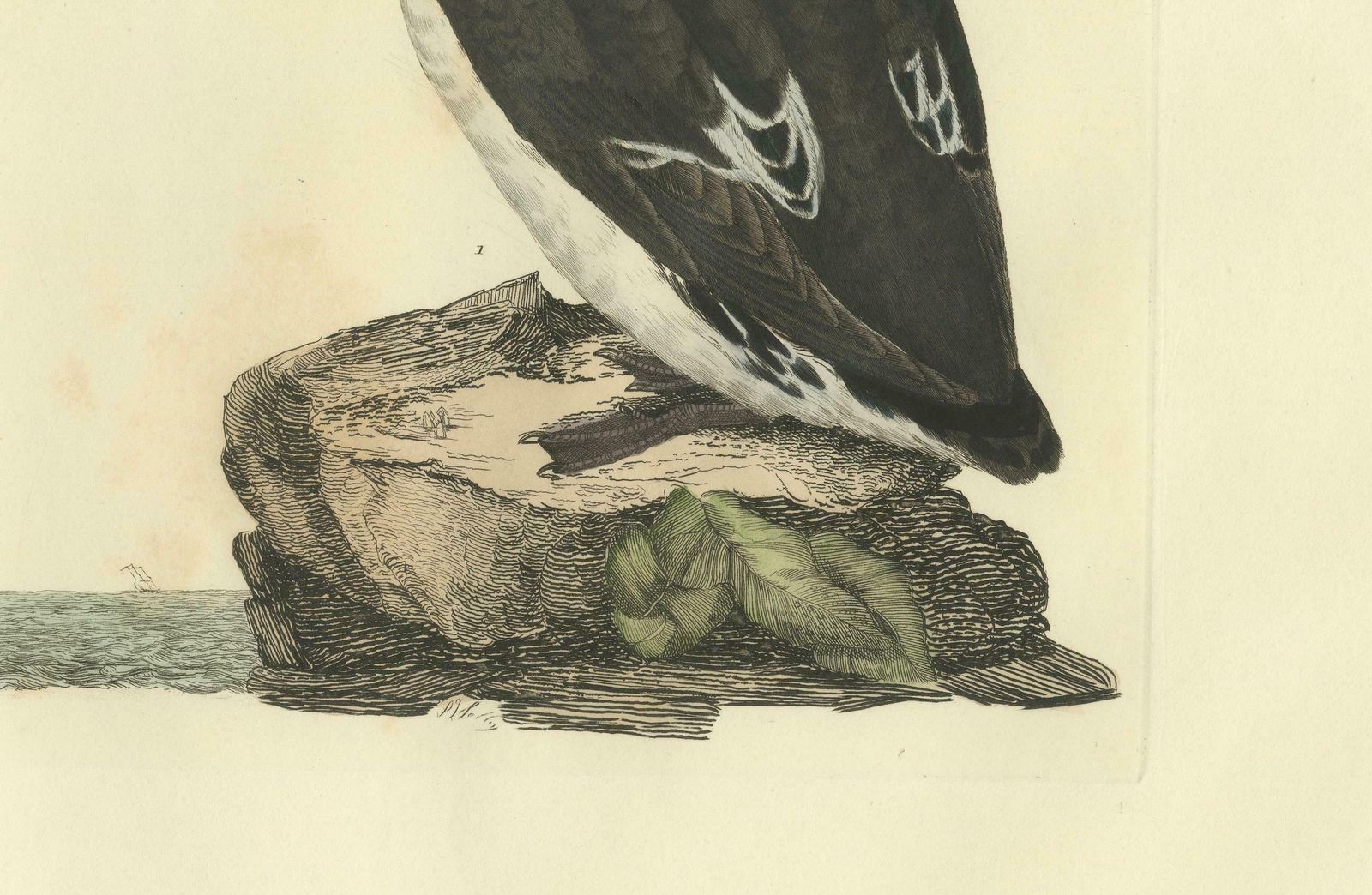 The Little Auk   A Life Seize Study Engraved In Seasonal Plumage By Selby, 1826 photo Art