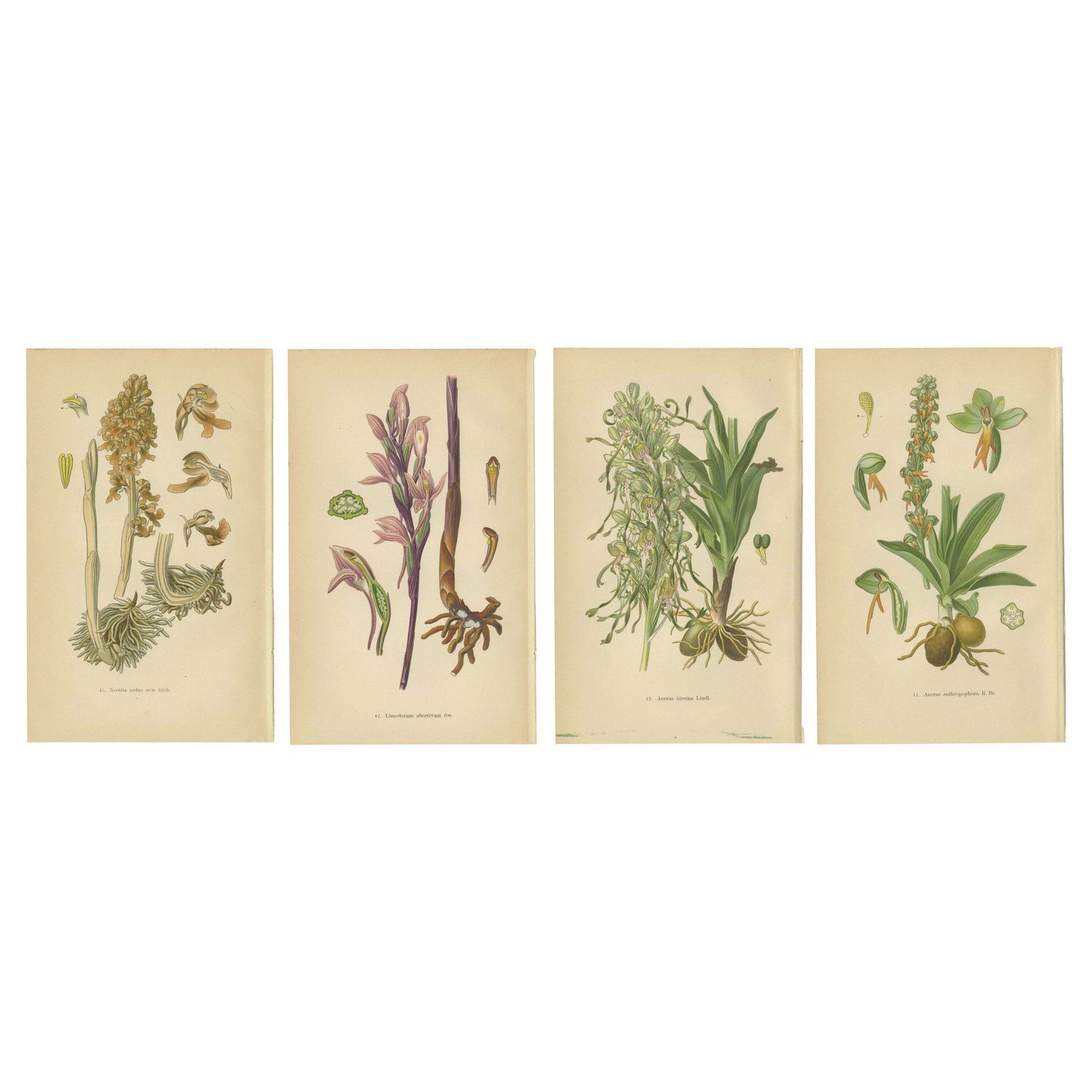 Original Botanical Treasures: The Orchids Of Müller's 1904 Collection