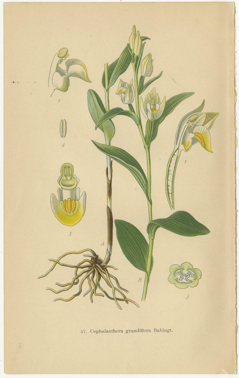 Orchid Elegance: Masterpieces Of Botanical Illustration From 1904 photo furniture