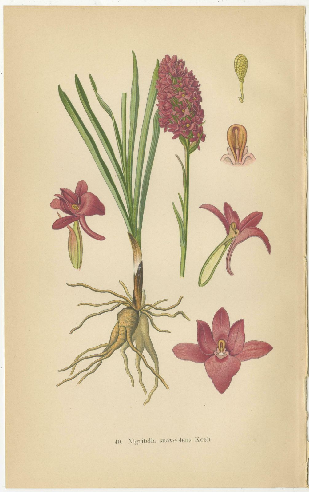 Nigritella Nuances: Botanical Portraits Of Alpine Orchids From 1904 photo for sale