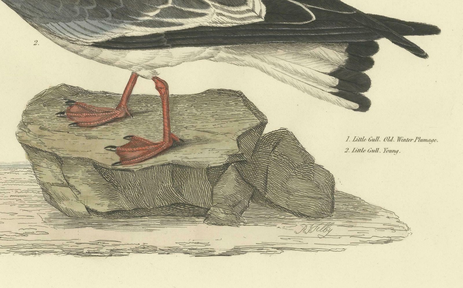 Original Handcolored Engraving Of The Little Gull By Selby, 1826 photo for sale
