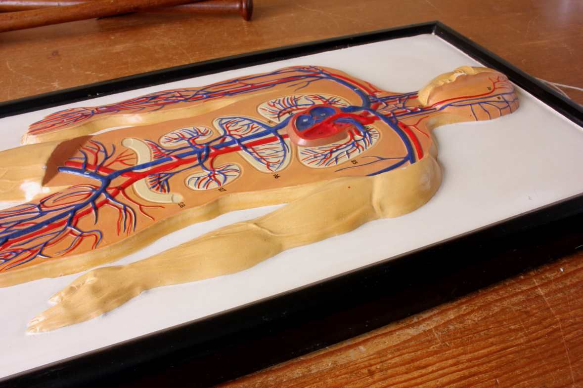 Plaster Anatomical Human Body Vein 3d Model. French Marcel Pierron C1950. photo 365.0