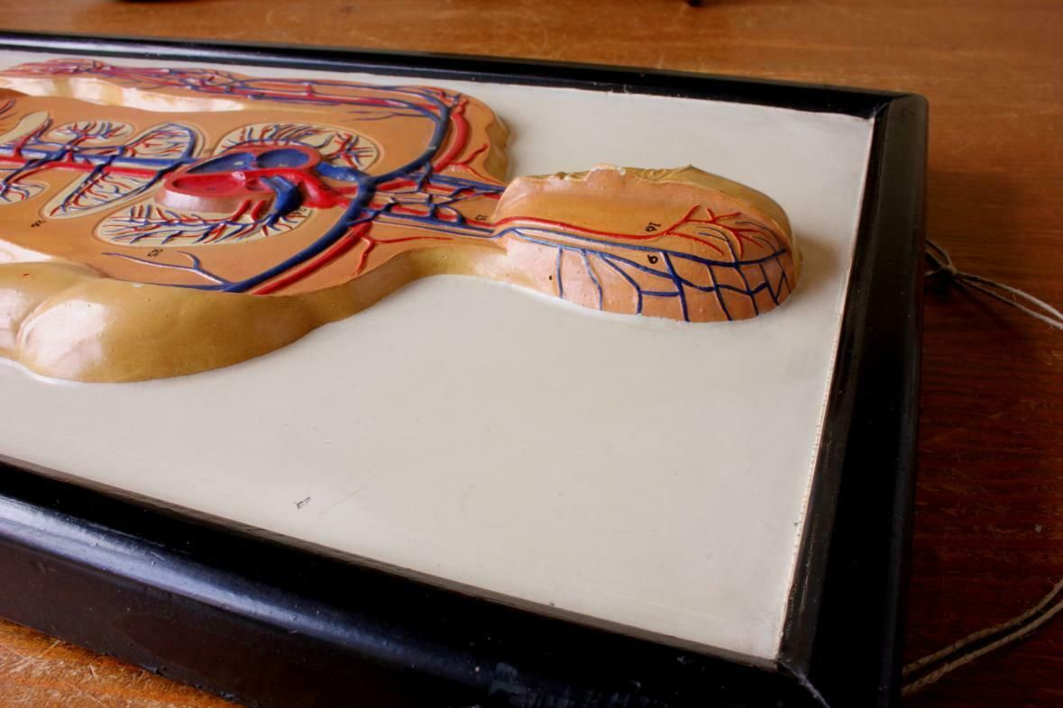 photo furniture Plaster Anatomical Human Body Vein 3d Model. French Marcel Pierron C1950.
