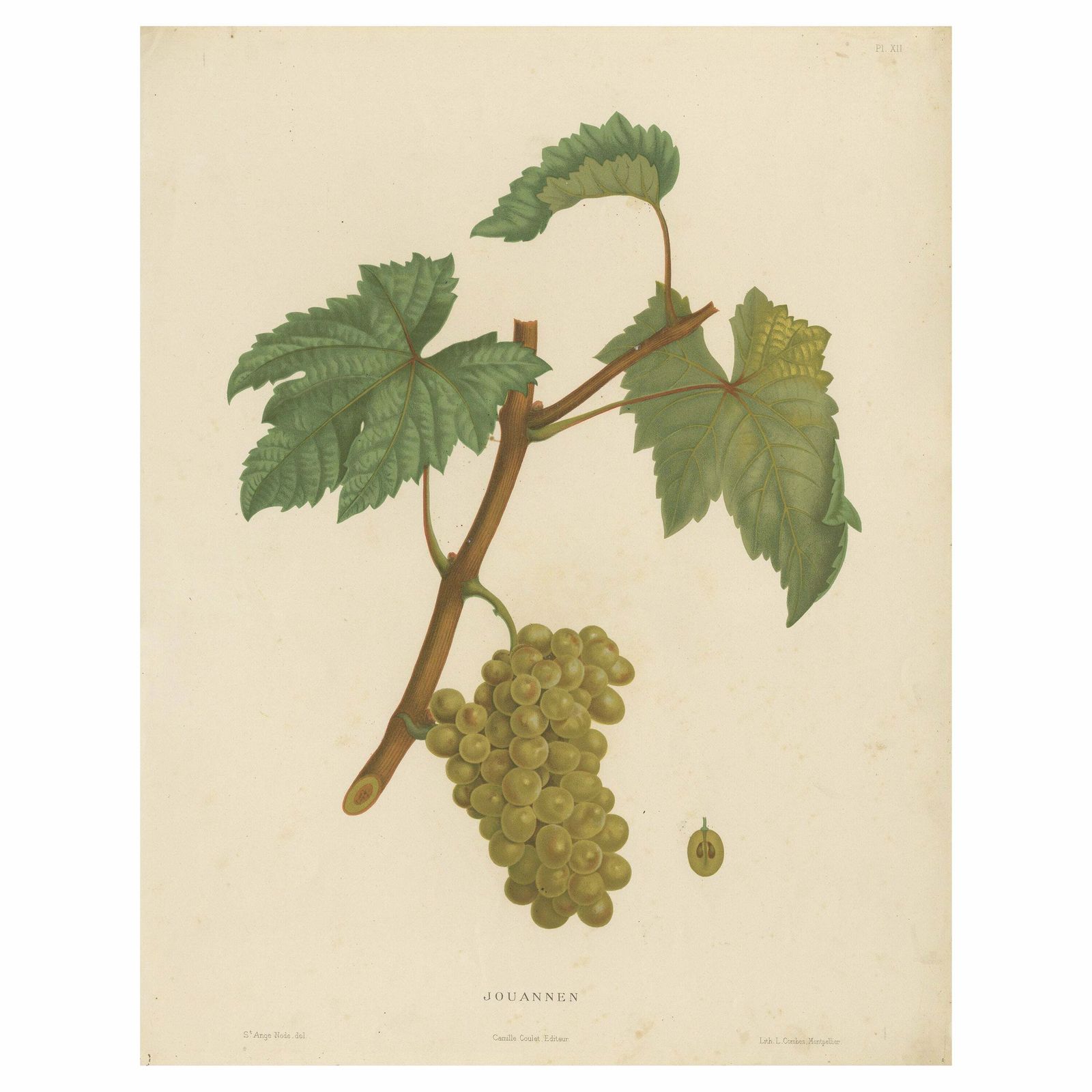Rare Original Antique Lithograph Of The Jouannen Grape Variety, 1890