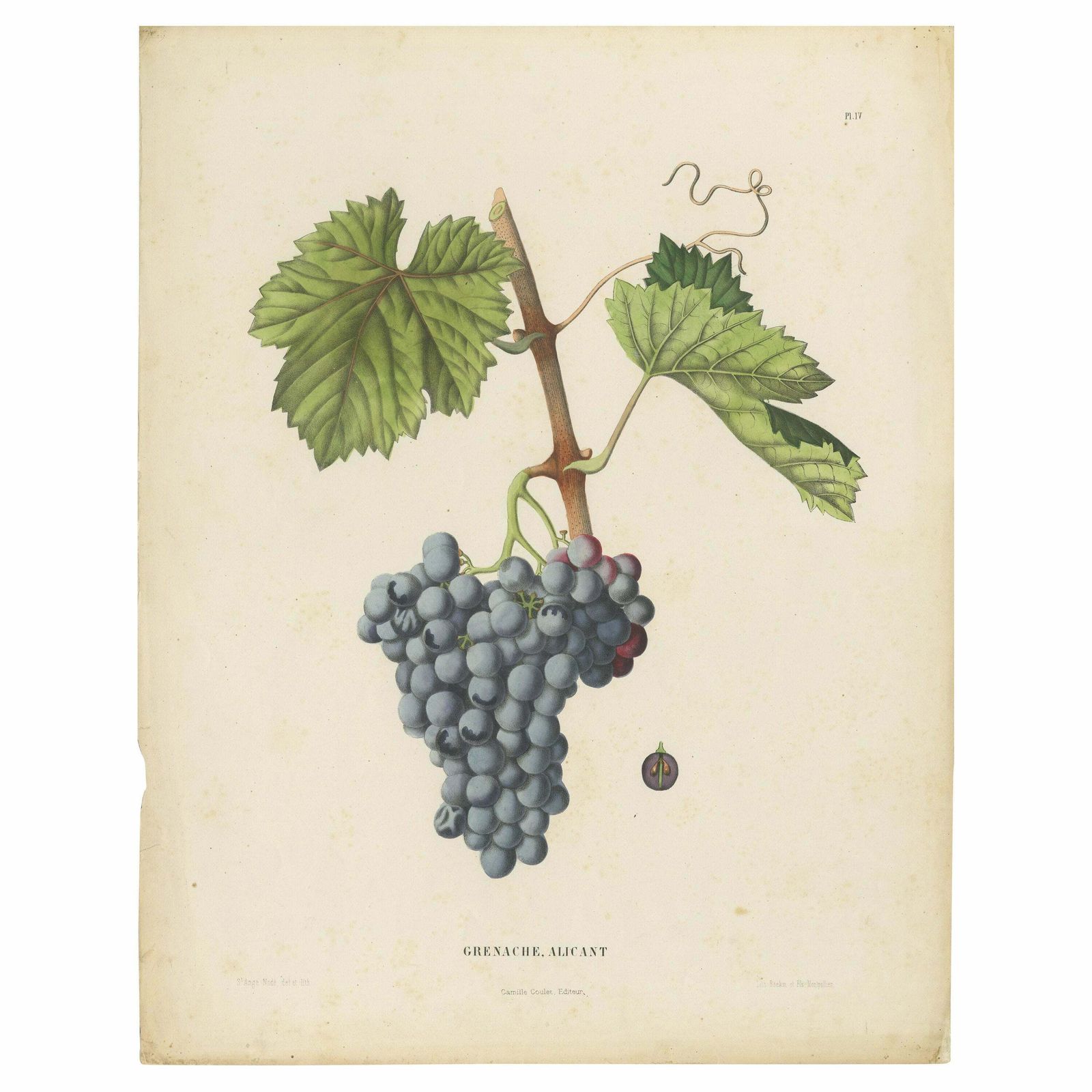 Rare Original Antique Lithograph Of The Grenache Alicante Grape Variety, 1890
