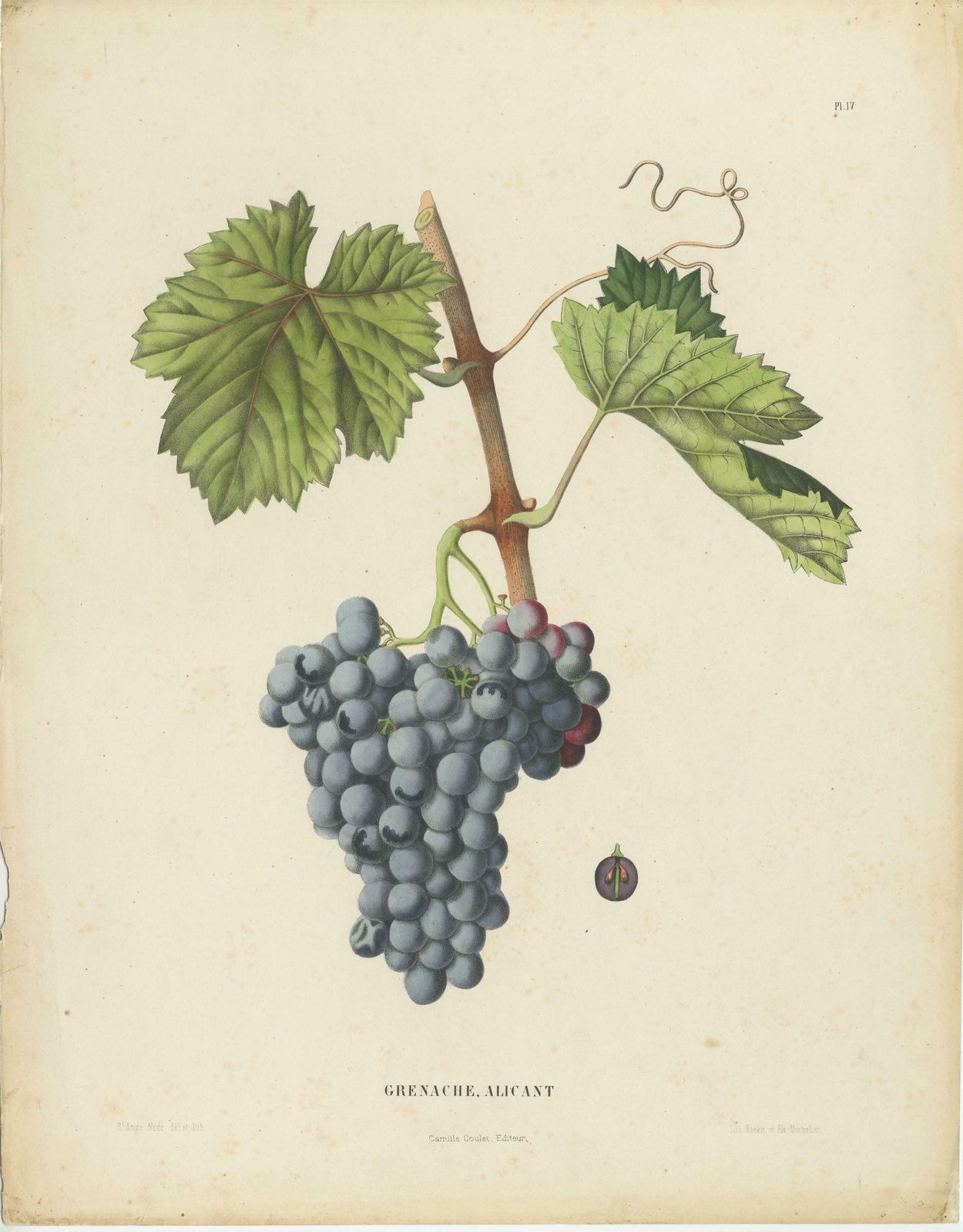 Rare Original Antique Lithograph Of The Grenache Alicante Grape Variety, 1890 photo Art
