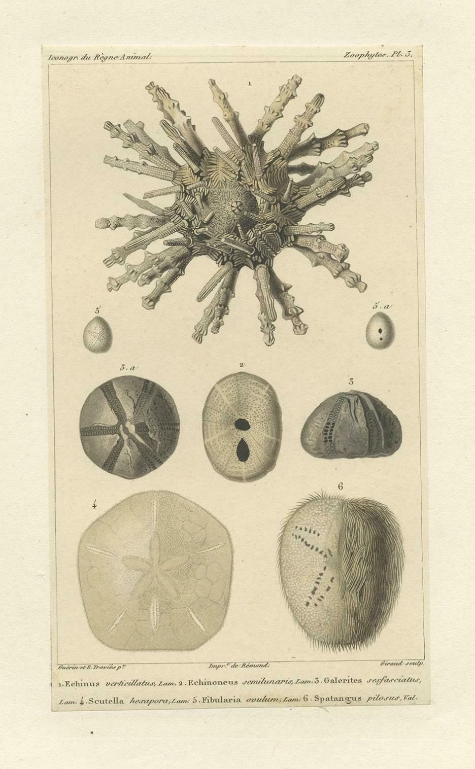 Old Print Of The Sand Dollar And Other Sea Urchins, C.1829 photo for sale