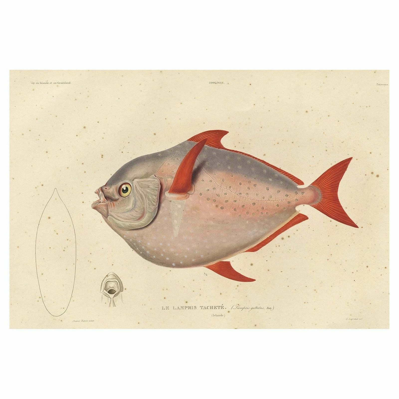 Old Fish Print Named Opah, Cravo, Moonfish, Kingfish Or Jerusalem Haddock, 1842