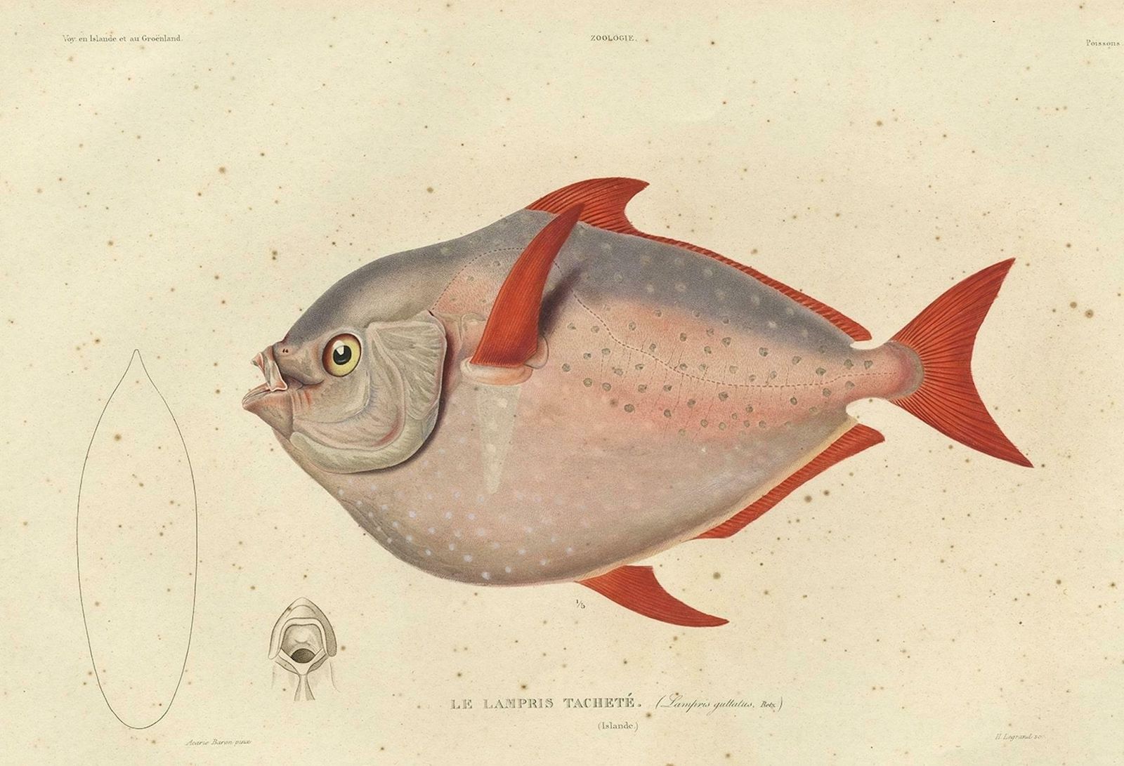 Old Fish Print Named Opah, Cravo, Moonfish, Kingfish Or Jerusalem Haddock, 1842 photo for sale