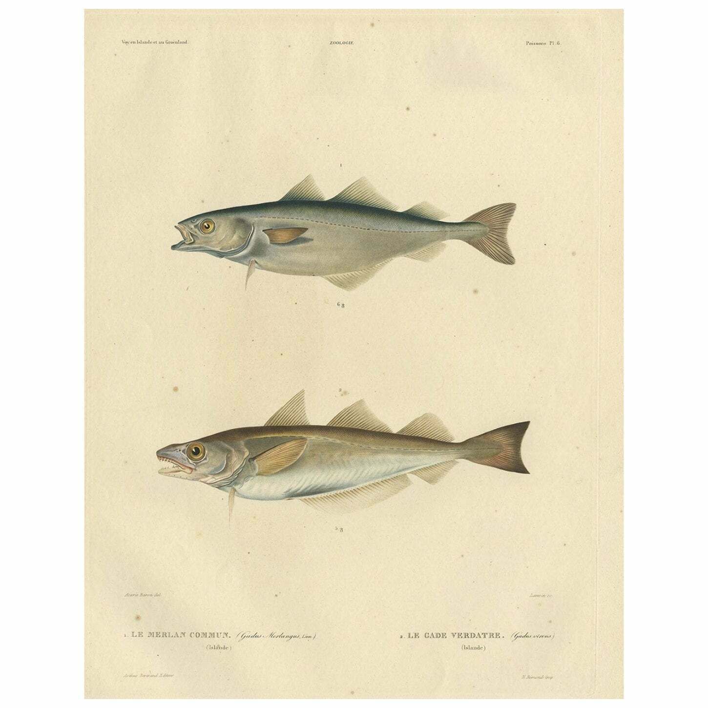 Original Antique Hand Coloured Fish Print Of The Whiting, Merling & Saithe, 1842