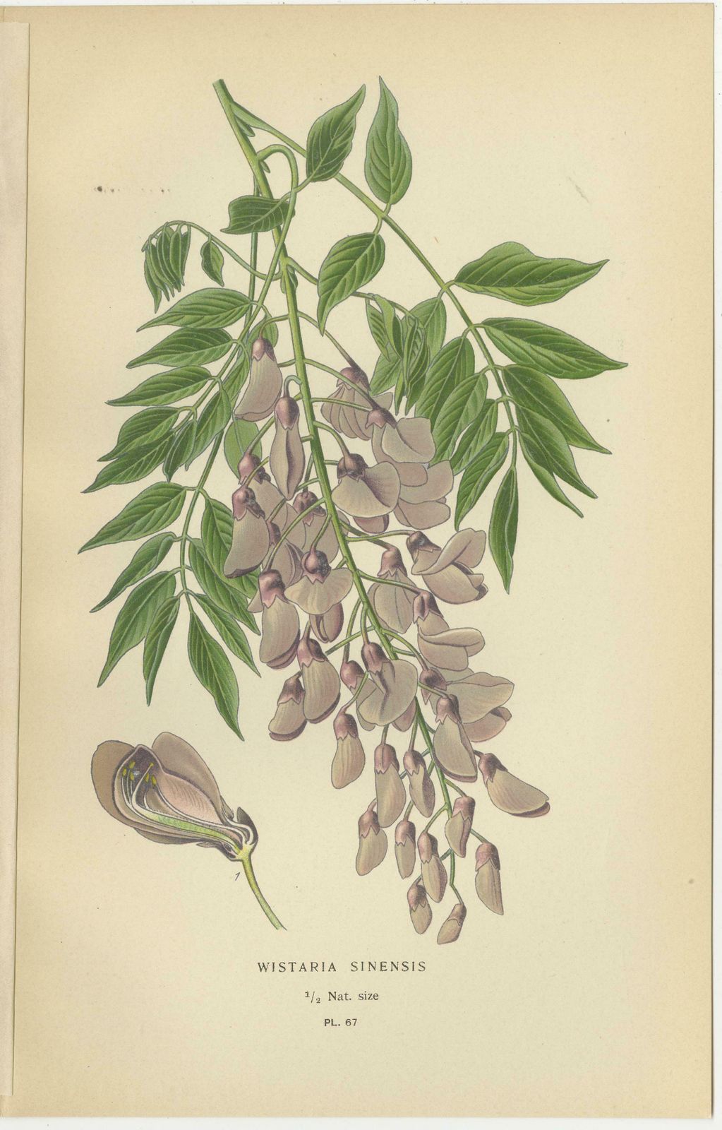 Garden Elegance: A Triptych Of 19th Century Botanical Illustrations, 1896 photo for sale