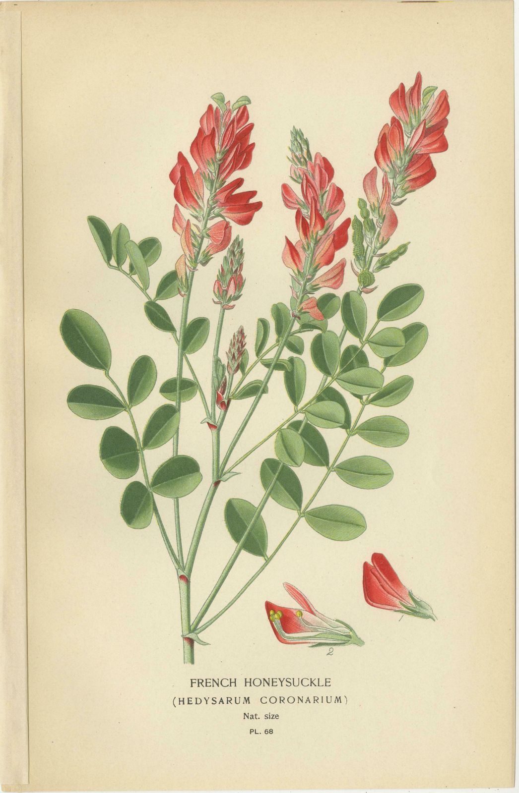 Garden Elegance: A Triptych Of 19th Century Botanical Illustrations, 1896 photo Art