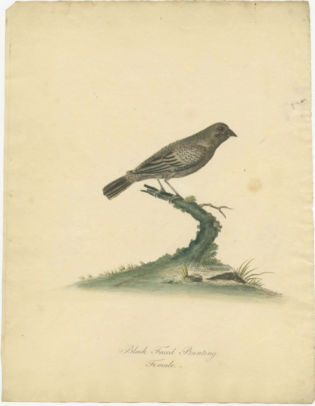 Old Original Engraving Of The Female The Black Faced Bunting, 1794 photo furniture