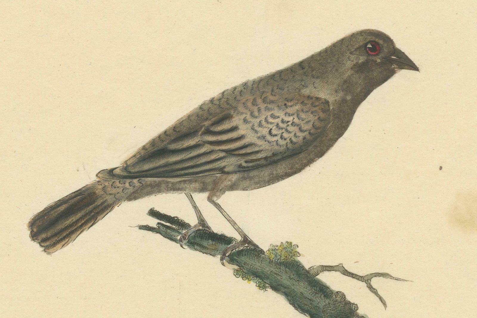 Old Original Engraving Of The Female The Black Faced Bunting, 1794 photo 481.0