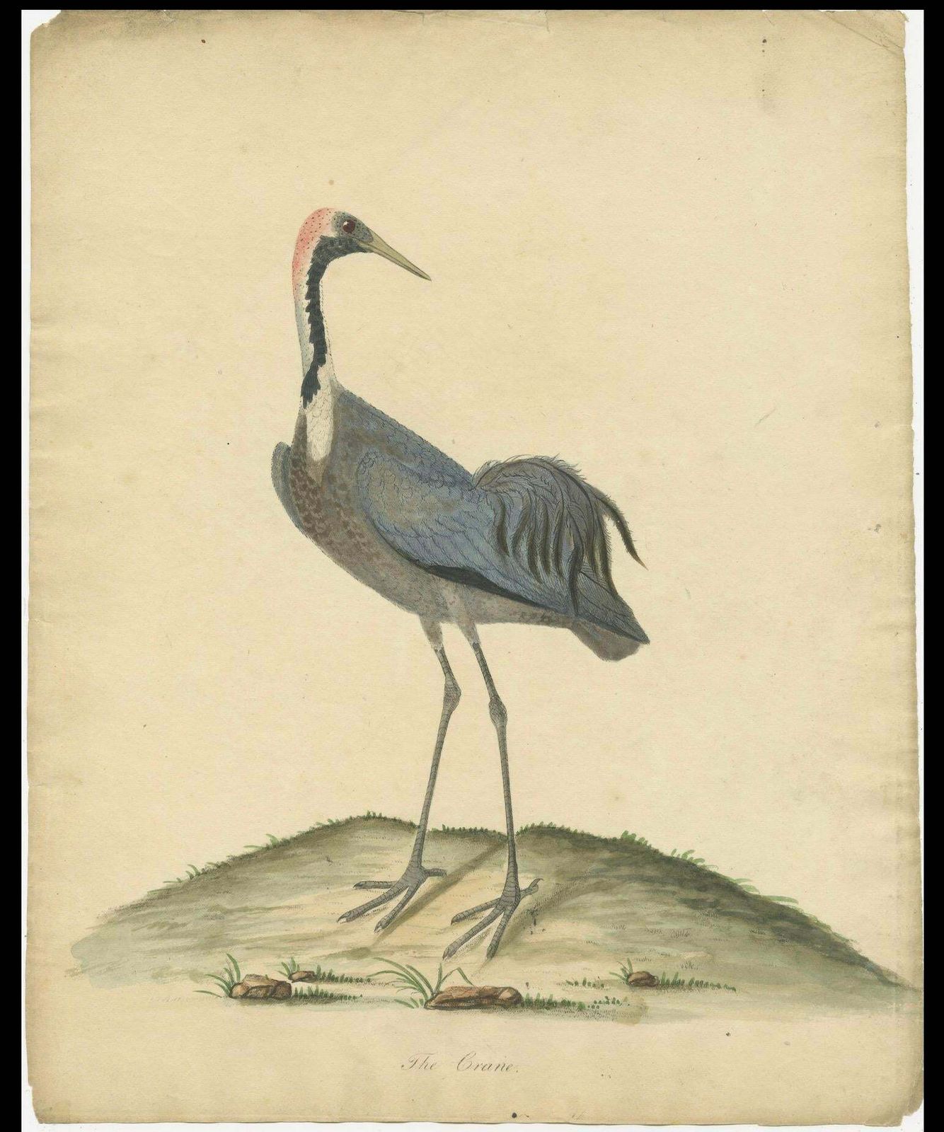 Original Antique Hand Colored Copperplate Engraving Of A Crane, 1794 photo for sale