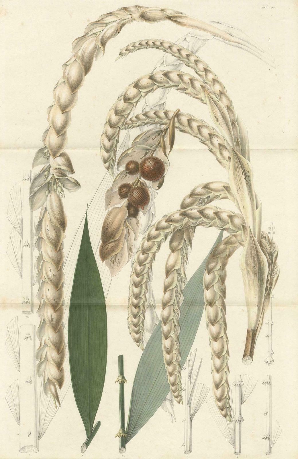 Large Original Antique Botanical Illustration Of The Plectocomia Elongata, C1860 photo vinterior
