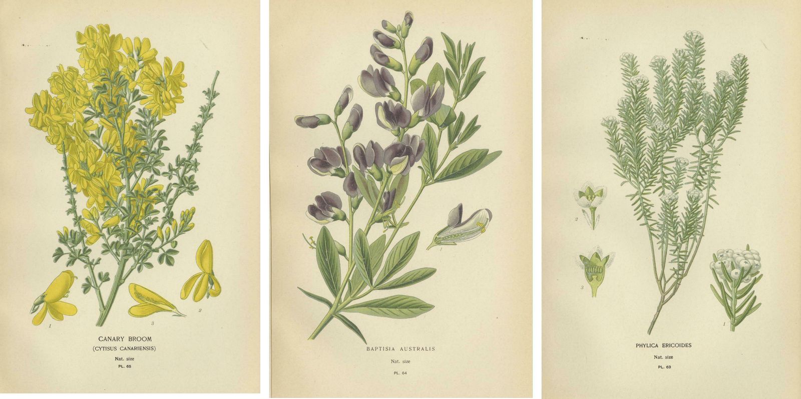 Blossoms Of Elegance: A Triptych Of 1896 Botanical Art photo 372.0