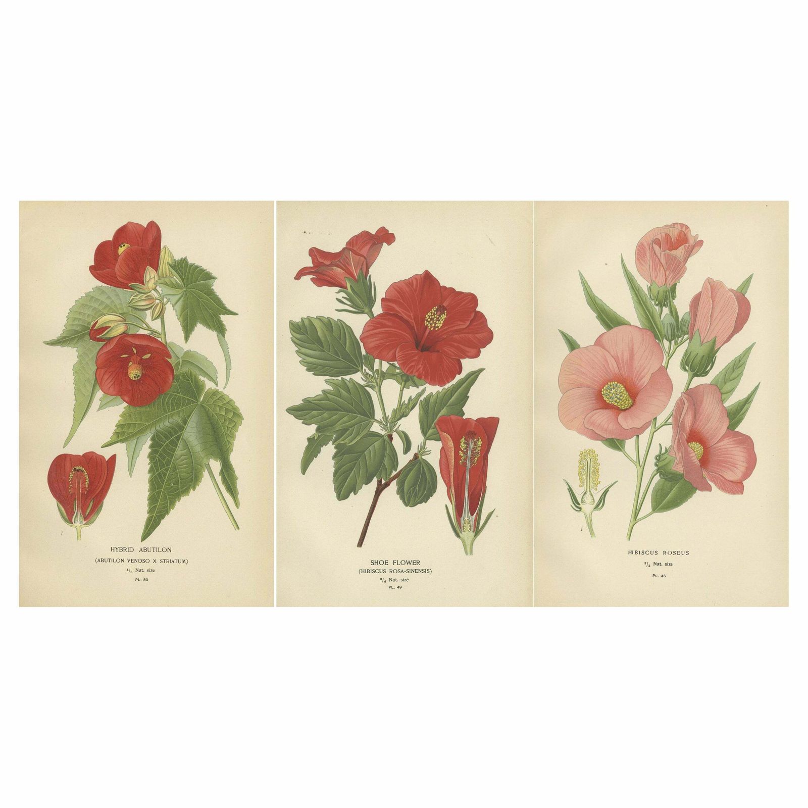 Floral Masterpieces: A Collection Of 19th Century Horticultural Art, 1896