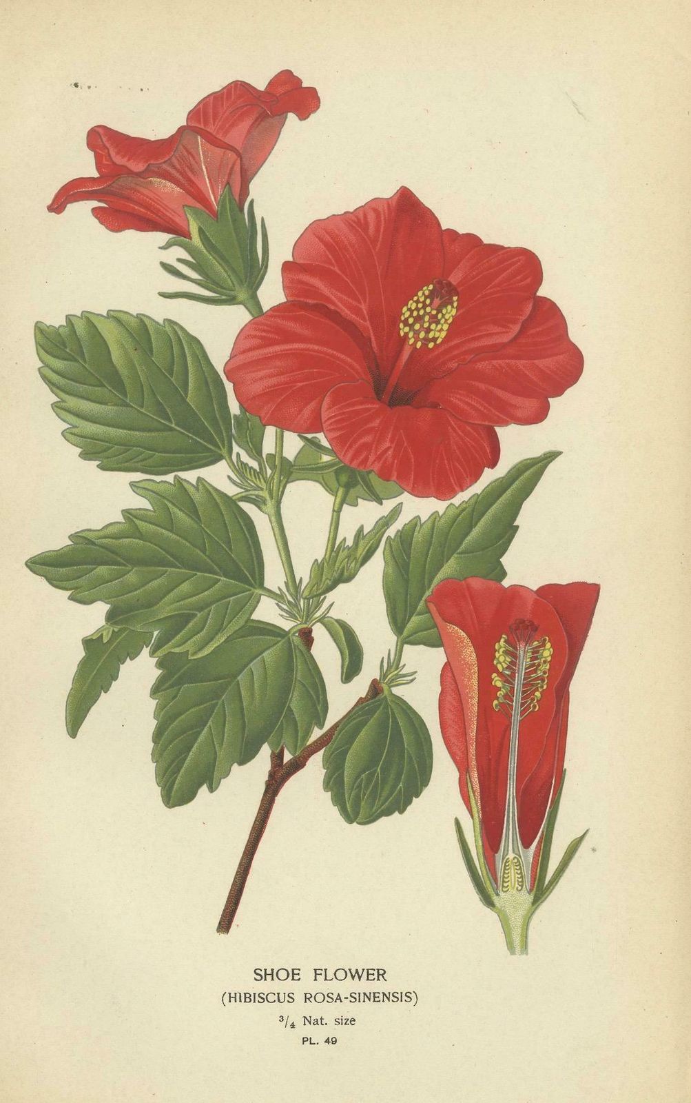 Floral Masterpieces: A Collection Of 19th Century Horticultural Art, 1896 photo for sale
