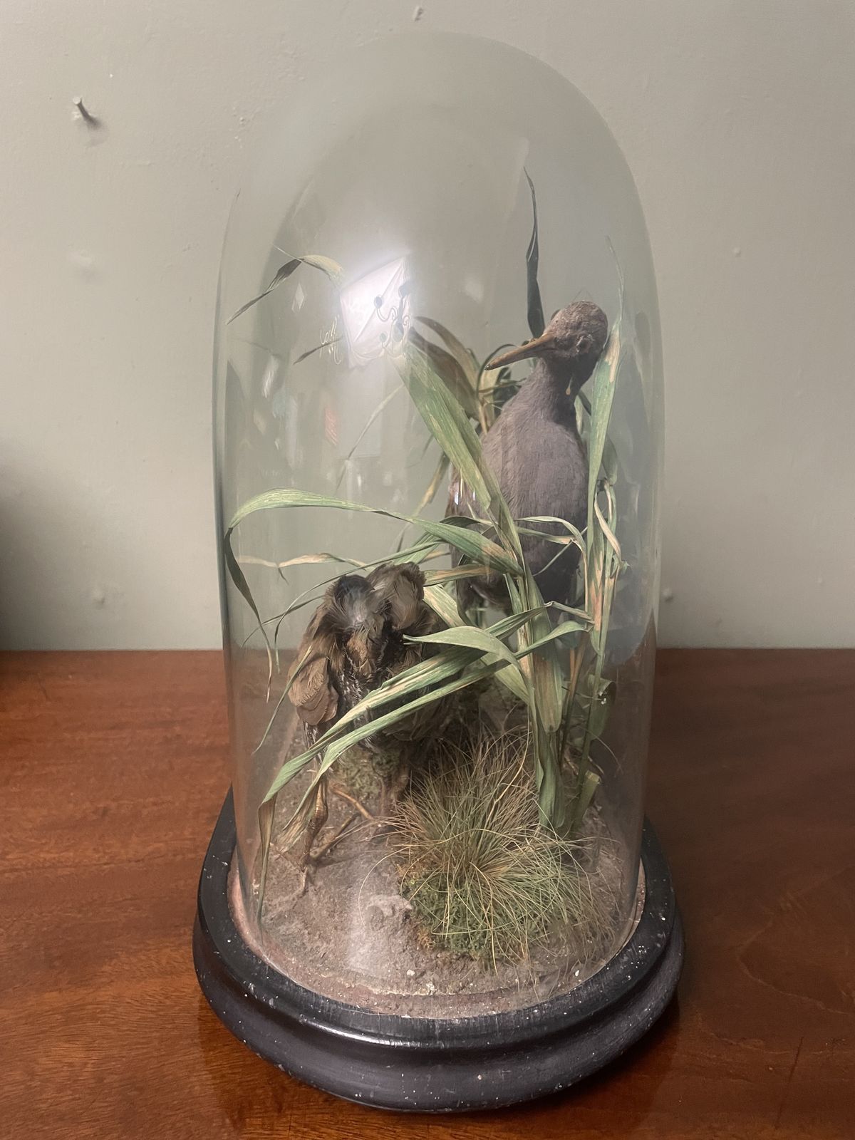 Victorian Taxidermy , Pair Of Water Rails In Original Glass Dome photo furniture